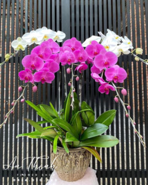 Giỏ lan hai màu - HL010