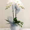 Giỏ lan chúc mừng - HL011