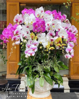 Chậu lan chúc mừng - HL013