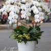 Chậu lan vàng chúc mừng - HL014