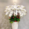 Chậu Lan Trắng - HL015