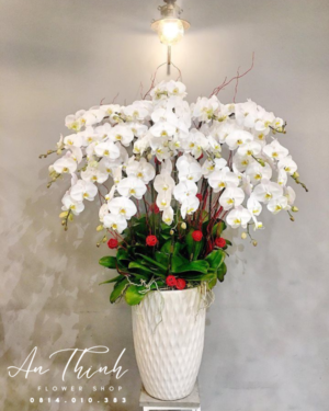 Chậu Lan Trắng - HL015