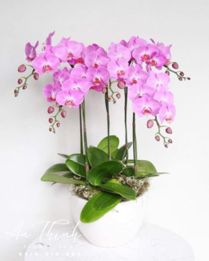Chậu lan cảnh trắng - HL016