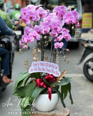 Lẵng hoa lan vàng - HL018