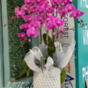Lẵng hoa lan hồ điệp trắng - HL019