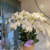 Hoa lan nghệ thuật - HL022 Shop Hoa Tươi An Thịnh Hoa lan nghệ thuật - HL022