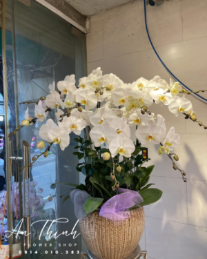 Hoa lan nghệ thuật - HL022