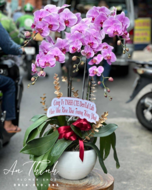 Giỏ lan tím lịm - HL005