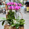 Lan Hồ Điệp - LHĐ01 Shop Hoa Tươi An Thịnh Lan Hồ Điệp - LHĐ01