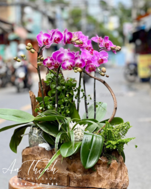 Lan Hồ Điệp - LHĐ01