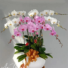 Lan Hồ Điệp - LHĐ18 Shop Hoa Tươi An Thịnh Lan Hồ Điệp - LHĐ18