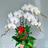 Lan Hồ Điệp - LHĐ29