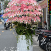 Lan Hồ Điệp - LHĐ03