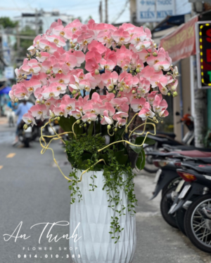 Lan Hồ Điệp - LHĐ03
