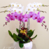 Lan Hồ Điệp - LHĐ56 Shop Hoa Tươi An Thịnh Lan Hồ Điệp - LHĐ56