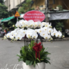 Lan Hồ Điệp - LHĐ37
