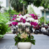 Lan Hồ Điệp - LHĐ38 Shop Hoa Tươi An Thịnh Lan Hồ Điệp - LHĐ38