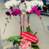 Lan Hồ Điệp - LHĐ58 Shop Hoa Tươi An Thịnh Lan Hồ Điệp - LHĐ58