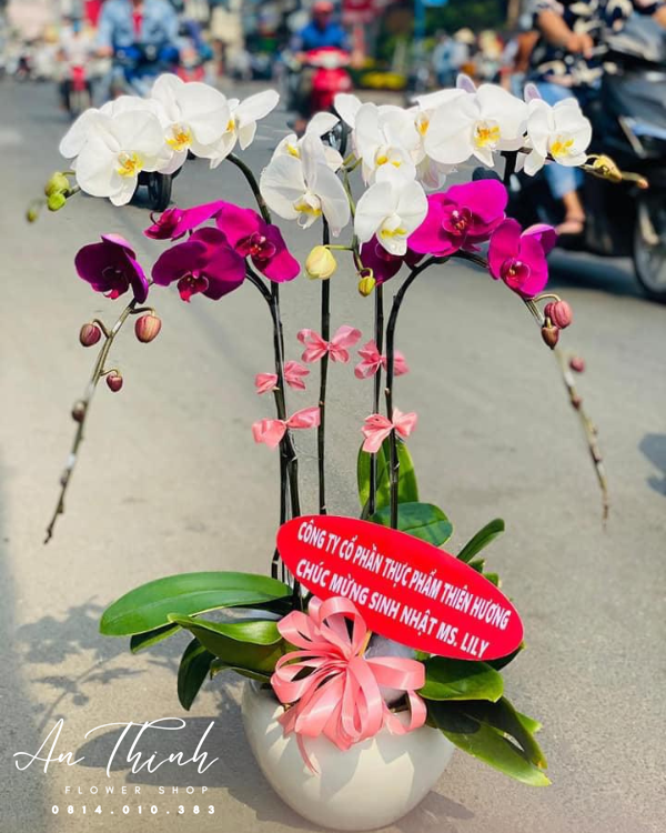 Lan Hồ Điệp - LHĐ58 Shop Hoa Tươi An Thịnh Lan Hồ Điệp - LHĐ58