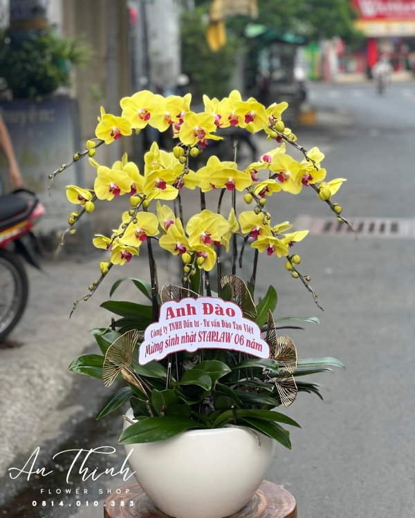 Lan Hồ Điệp - LHĐ59 Shop Hoa Tươi An Thịnh Lan Hồ Điệp - LHĐ59