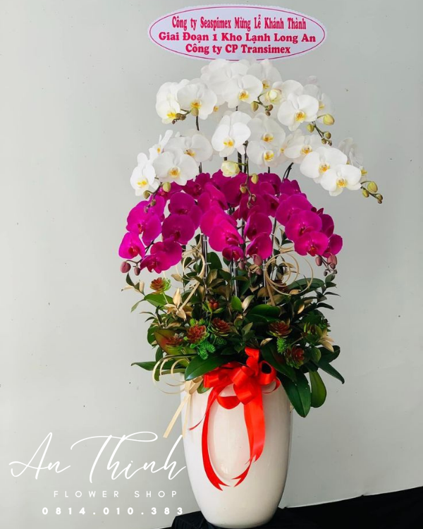 Lan Hồ Điệp - LHĐ062 Shop Hoa Tươi An Thịnh Lan Hồ Điệp - LHĐ062