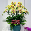 Lan Hồ Điệp - LHĐ061 Shop Hoa Tươi An Thịnh Lan Hồ Điệp - LHĐ061