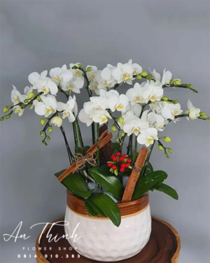 Lan Hồ Điệp - LHĐ06