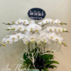 Shop Hoa Tươi An Thịnh Lan Hồ Điệp - LHĐ065